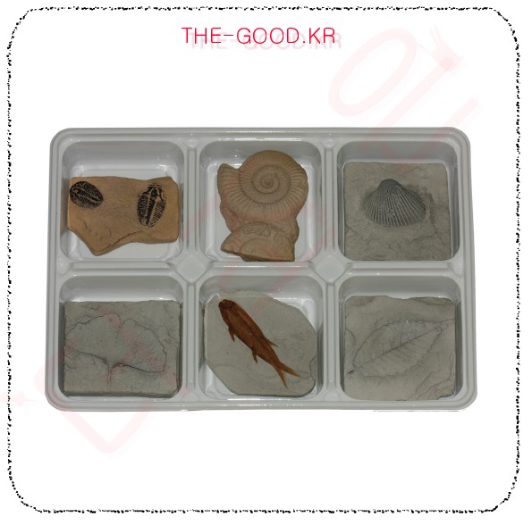 교과서에나오는 교과서화석 6종.jpg