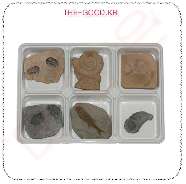 교과서나오는 동물화석 6종.jpg