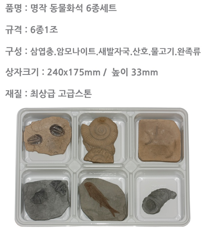 교과서나오는 동물화석 6종 1.jpg