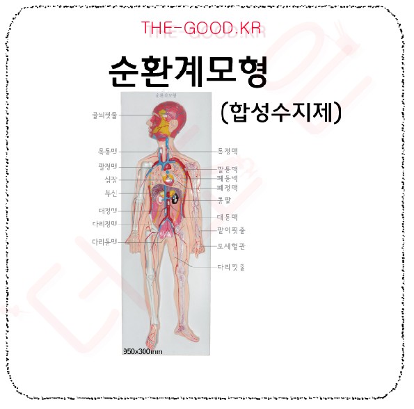 순환계모형(입체식).jpg