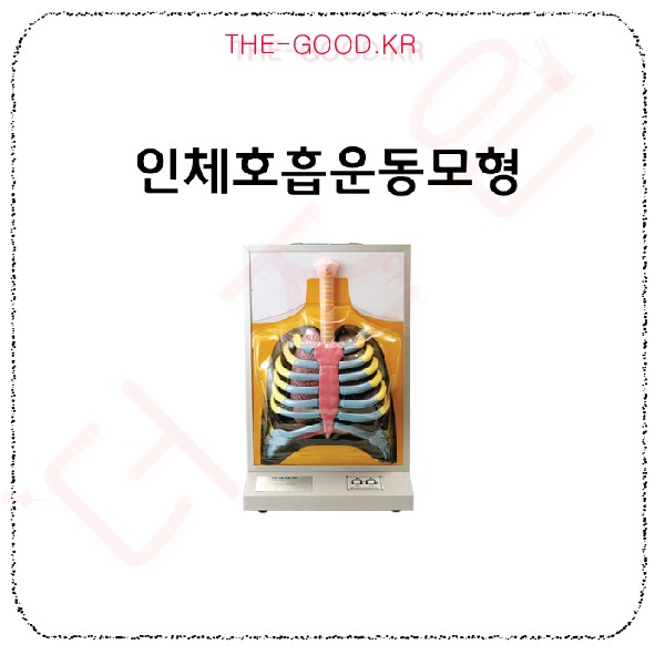 인체호흡운동모형.jpg