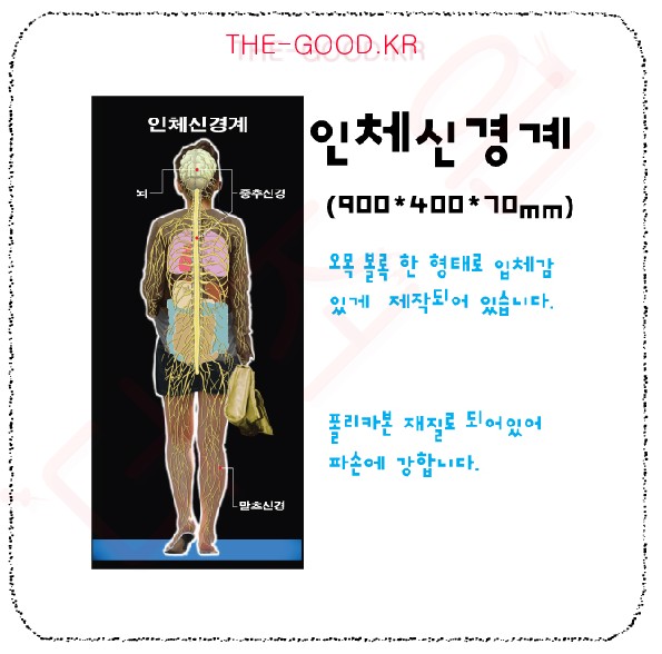 인체신경계모형 (흑색판).jpg