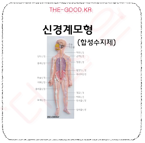 신경계모형 (합성수지제).jpg