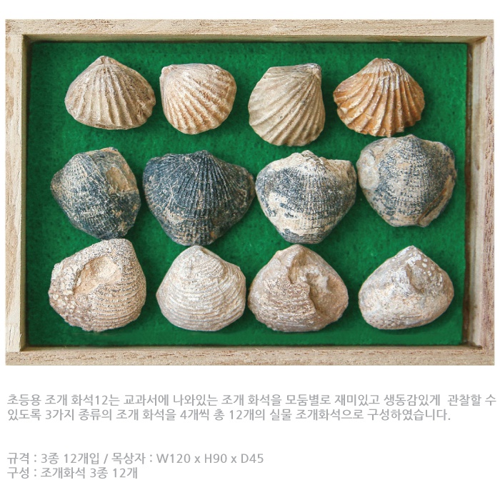 조개화석 3종12개 1.jpg