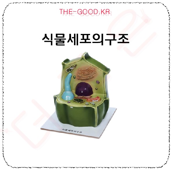 식물세포의구조 메인.jpg