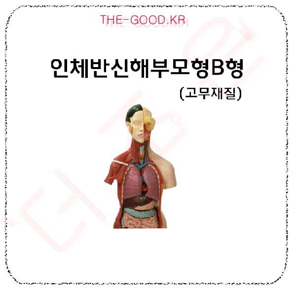 인체반신해부모형.jpg