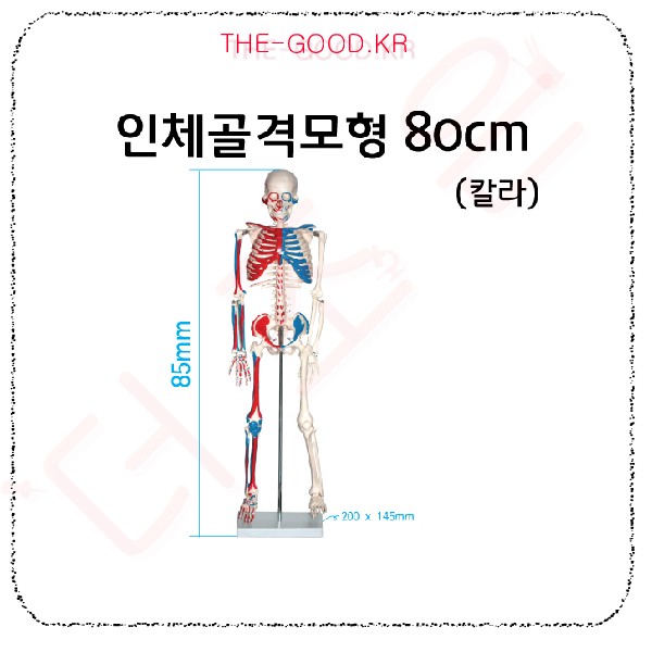 인체골격모형.jpg