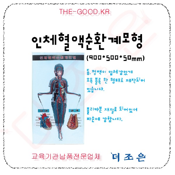 인체혈액순환계모형.jpg