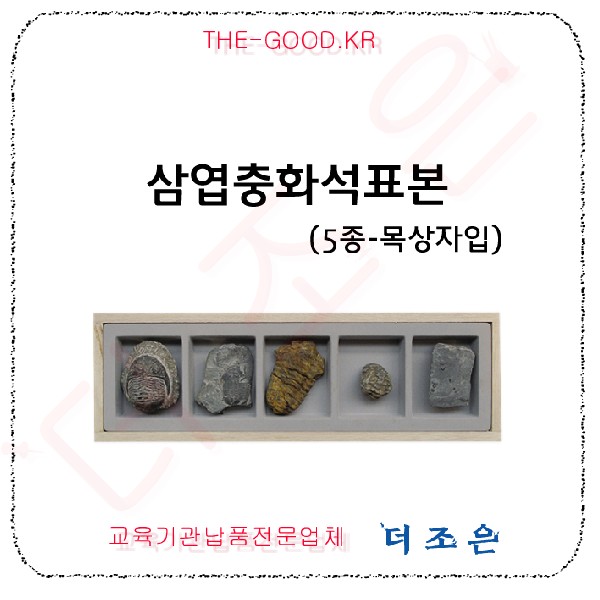 삼엽충화석표본.jpg