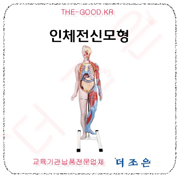 인체전신모형.jpg