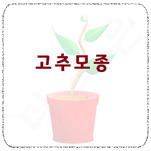 고추모종.jpg