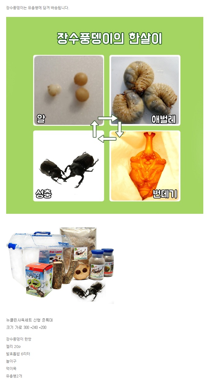 장수풍뎅이 풀세트1.jpg