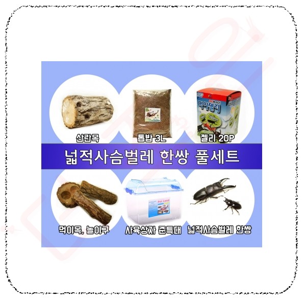 사슴벌레 풀세트.jpg