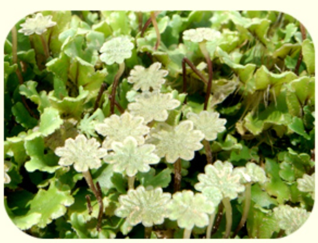 우산이끼 수그루.jpg