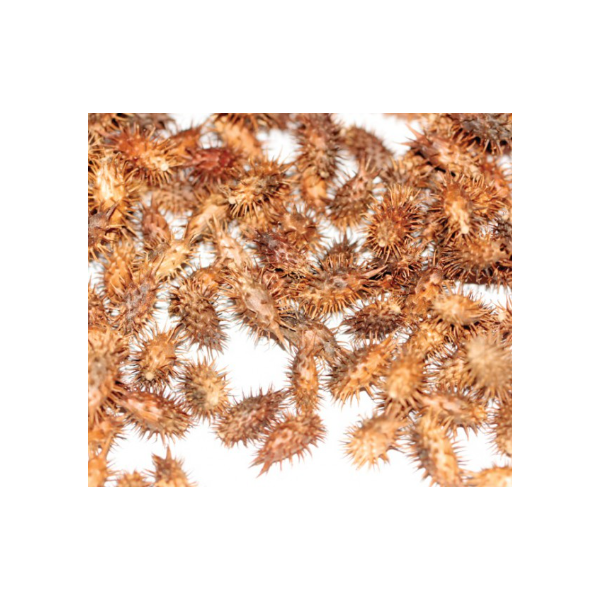 도꼬마리 50개입