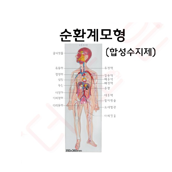 순환계모형(입체식)