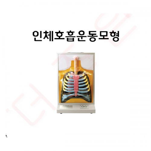 인체호흡운동모형
