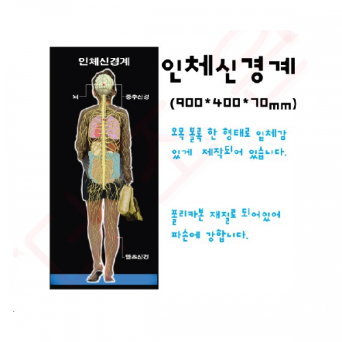 인체신경계모형 (흑색판)/900*500*50mm