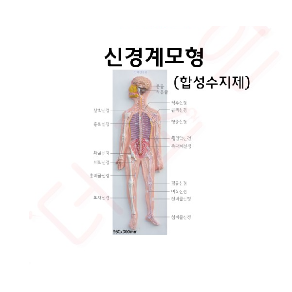 신경계모형 (합성수지제) /950x30mm
