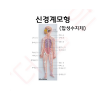 신경계모형 (합성수지제) /950x30mm