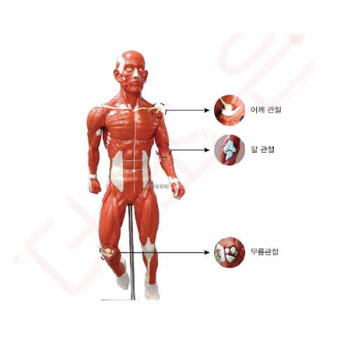 인체근육전신모형(고무제)/800×310×300㎜