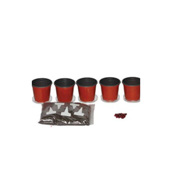 강낭콩키우기 5인용