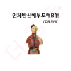 인체반신해부모형 B형(고무재질)