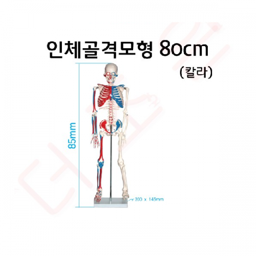 인체골격모형 중형 80cm 칼라