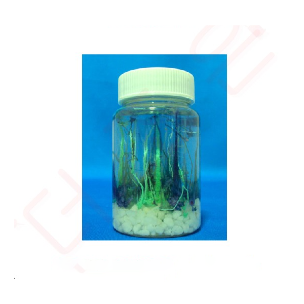 화학정원만들기-6인용