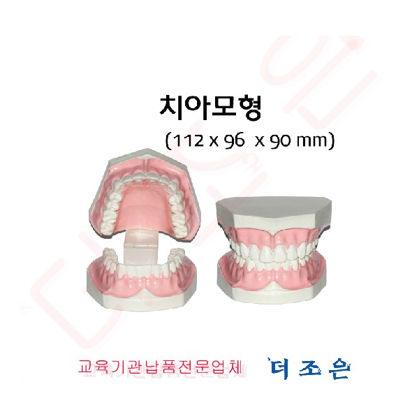 치아모형 (딱딱이)