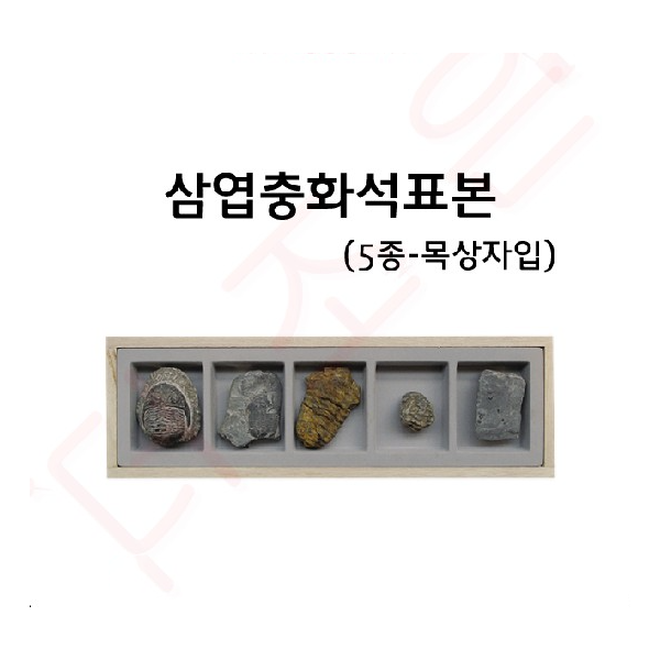 화석-삼엽충화석표본