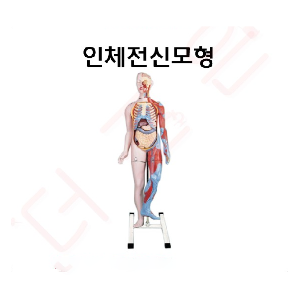 인체전신모형 145cm