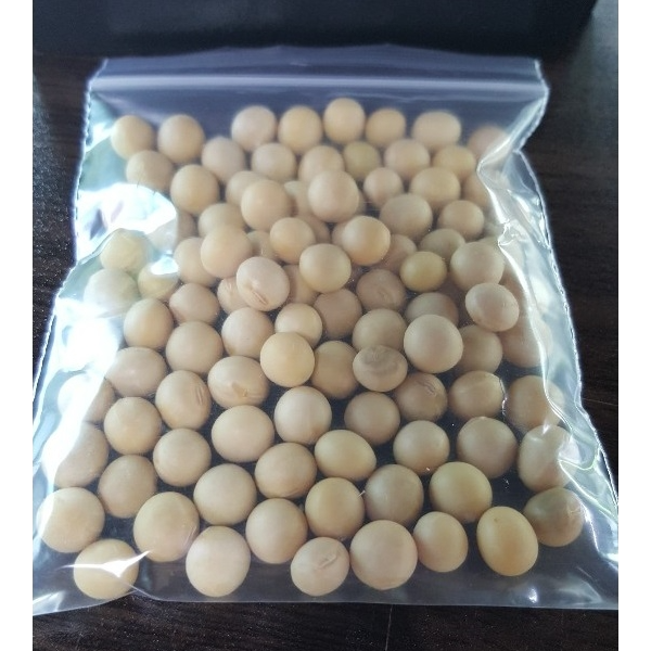 콩나물 키우기 콩 (100립)