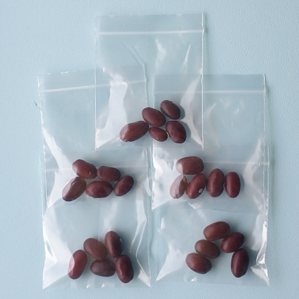 교재용 강낭콩씨앗 발아용 5인세트(싹이트는 강낭콩)