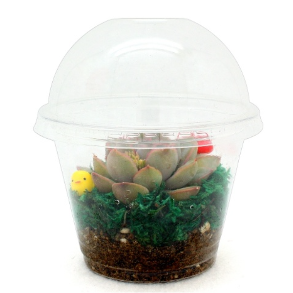 미니가든 테라리움 만들기 5인세트