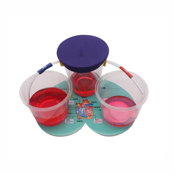 심장의기능 만들기 5인세트