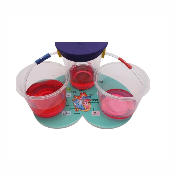 심장의기능 만들기 5인세트