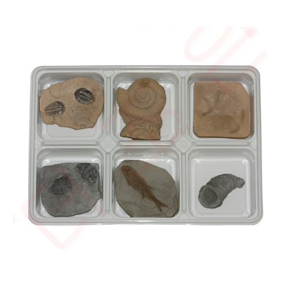 교과서나오는 동물화석 6종