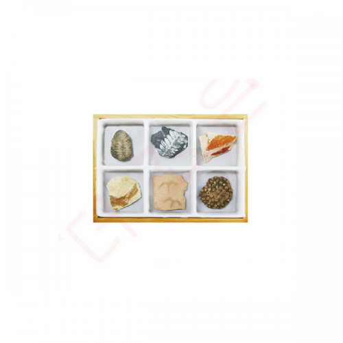 화석6종세트 ( 삼엽충 . 고사리 . 나뭇잎 . 물고기 . 새발자국 . 산호)