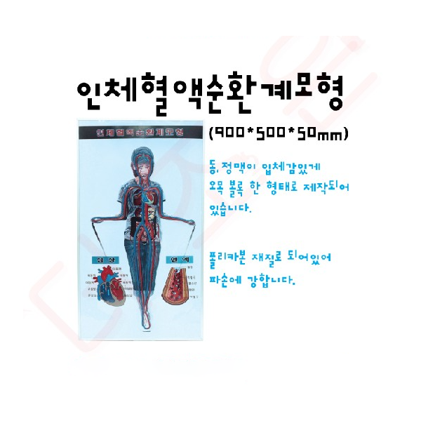 인체혈액순환계모형