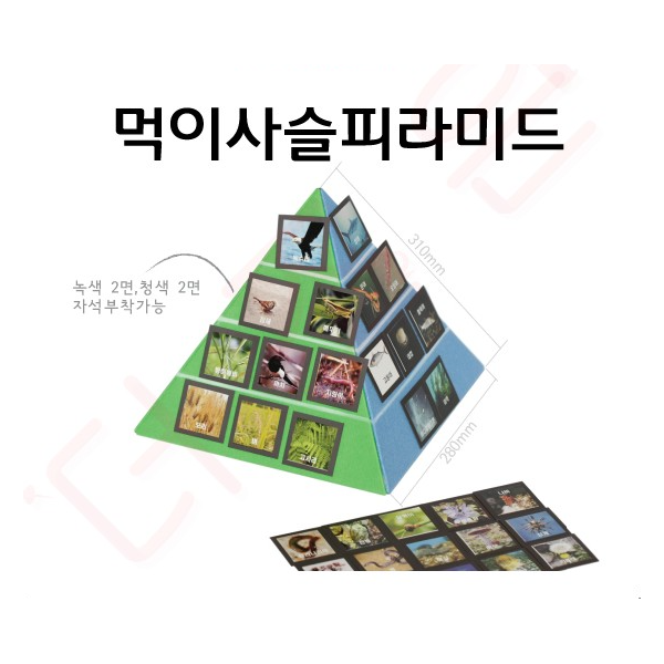 먹이사슬피라미드(입체식)