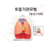 호흡기관모형