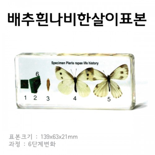 표본 - 배추흰나비한살이표본