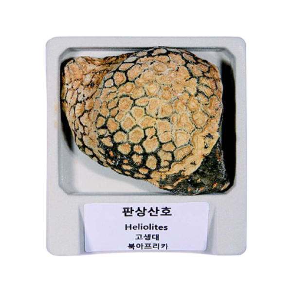 전시용 실물 산호화석 (판상산호)