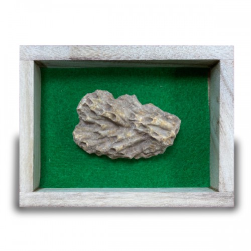 실물 산호화석 대형