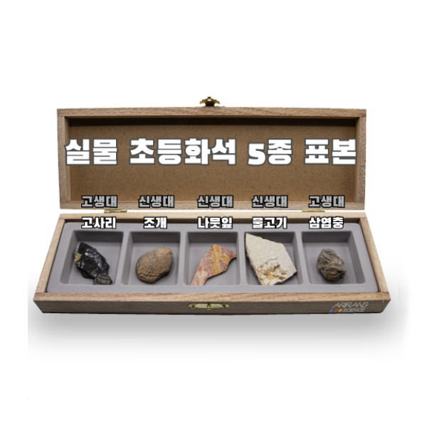 2022 실물 초등화석 5종 화석표본 고사리,조개,나뭇잎,물고기,삼엽충